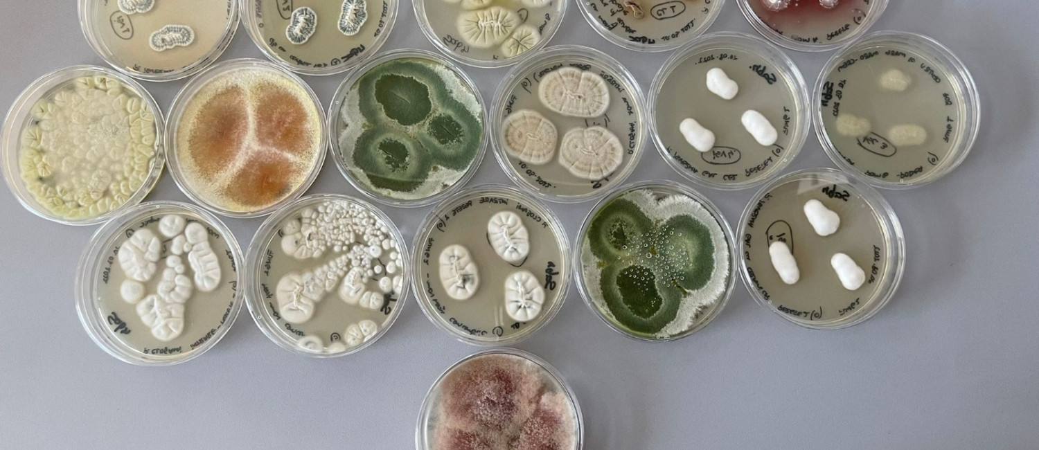 International Microorganism Day 2026: Celebrating the Microbial World Together