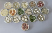 International Microorganism Day 2026: Celebrating the Microbial World Together