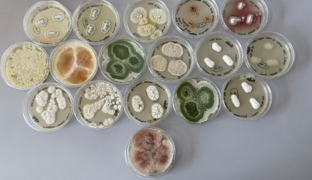 International Microorganism Day 2026: Celebrating the Microbial World Together