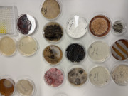 MIRRI-ERIC Partner University of Latvia Offers Postdoctoral Opportunity in Microbial Biotechnology and Synthetic Biology